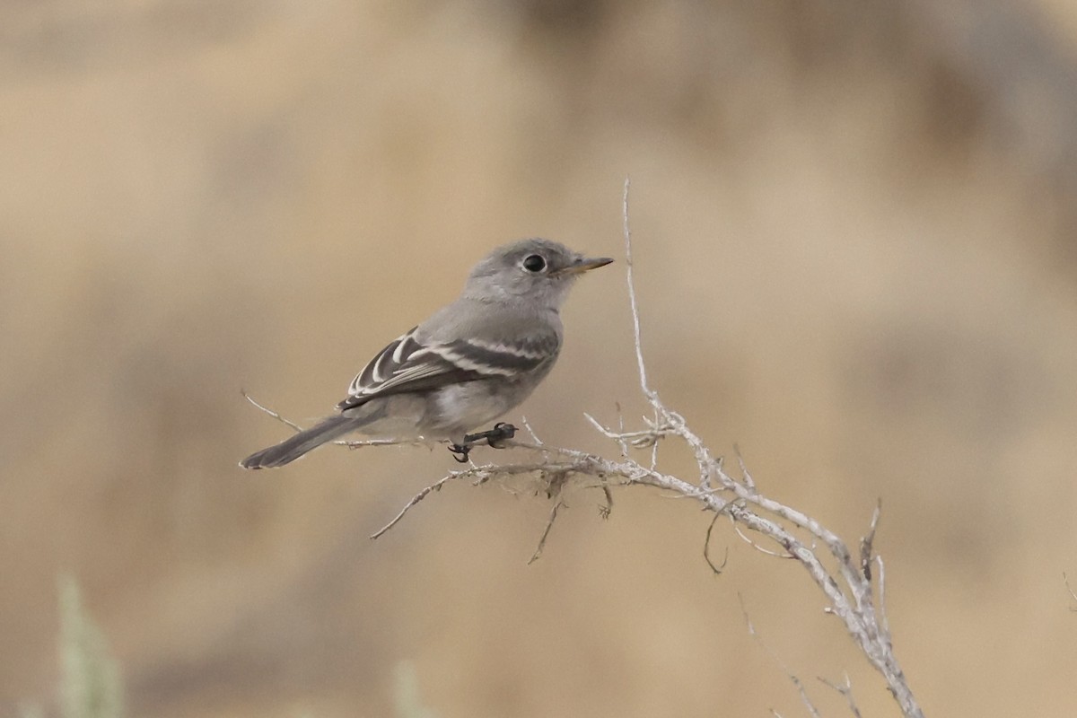 Gray Flycatcher - ML641639118