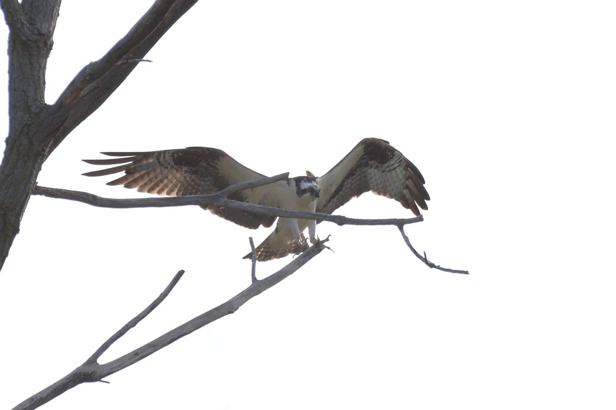Osprey - ML641639129
