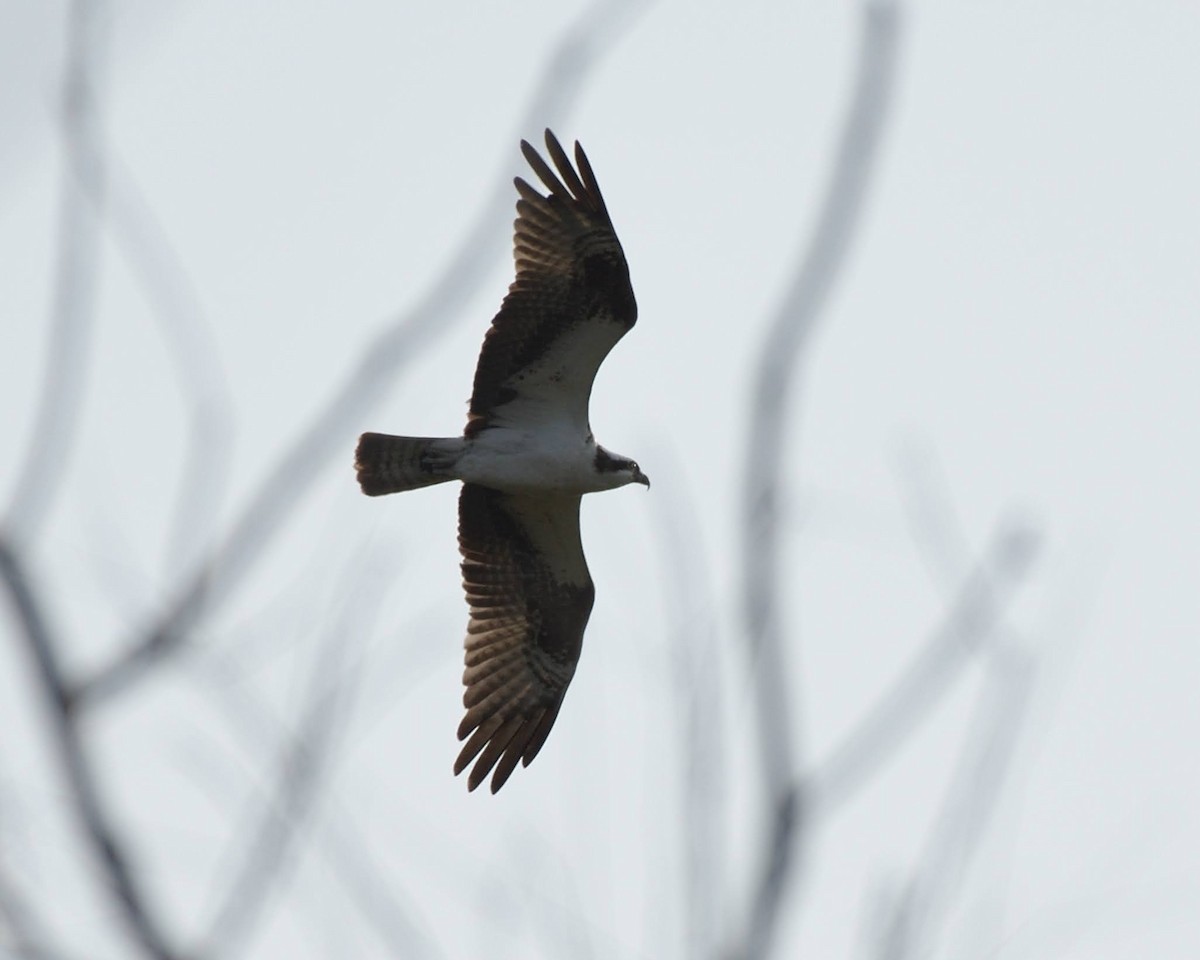 Osprey - ML641639130