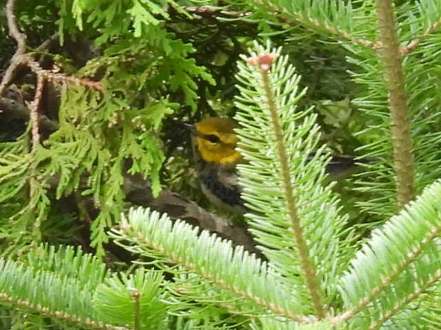 Black-throated Green Warbler - ML641639134