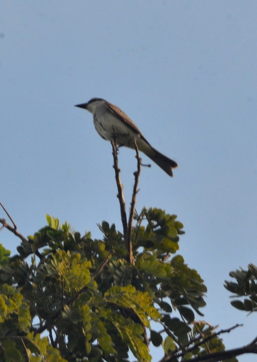 Gray Kingbird - ML641639178