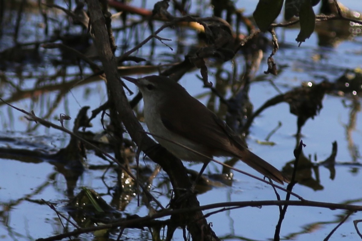 Lesser Swamp Warbler - ML641639199