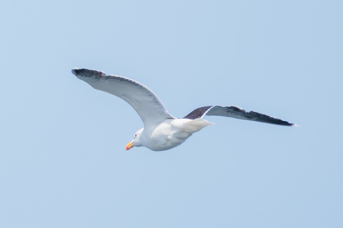 Möwe, unbestimmt - ML641639228