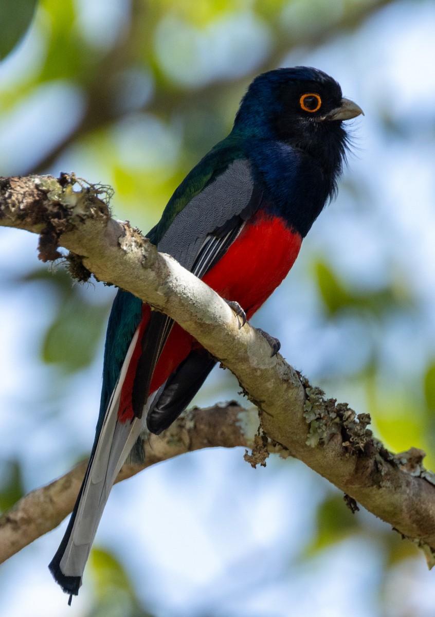 Surucuátrogon - ML641639240