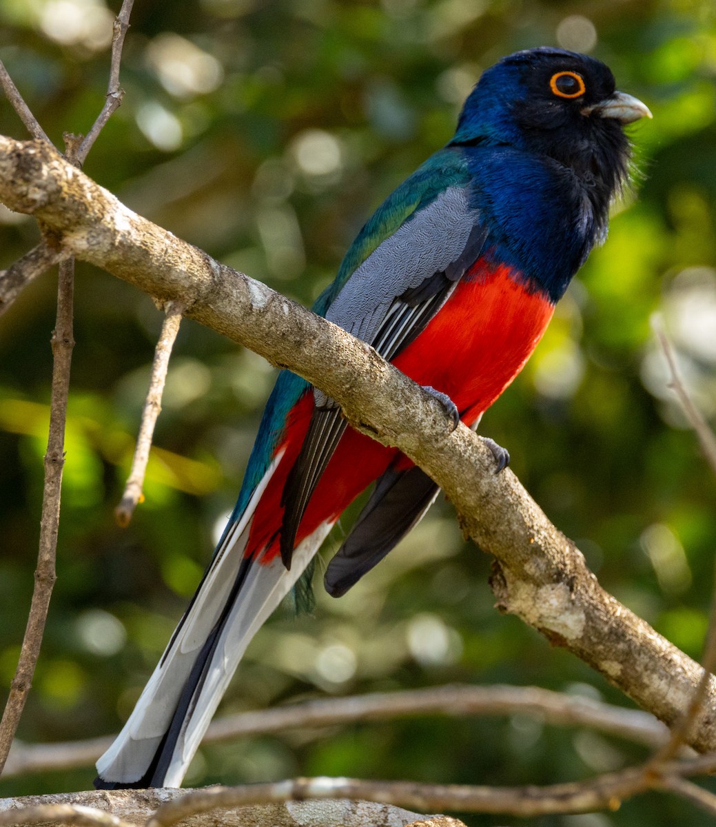 Surucuátrogon - ML641639241