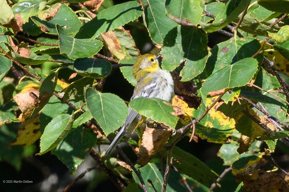 Grünmantel-Waldsänger - ML641639250