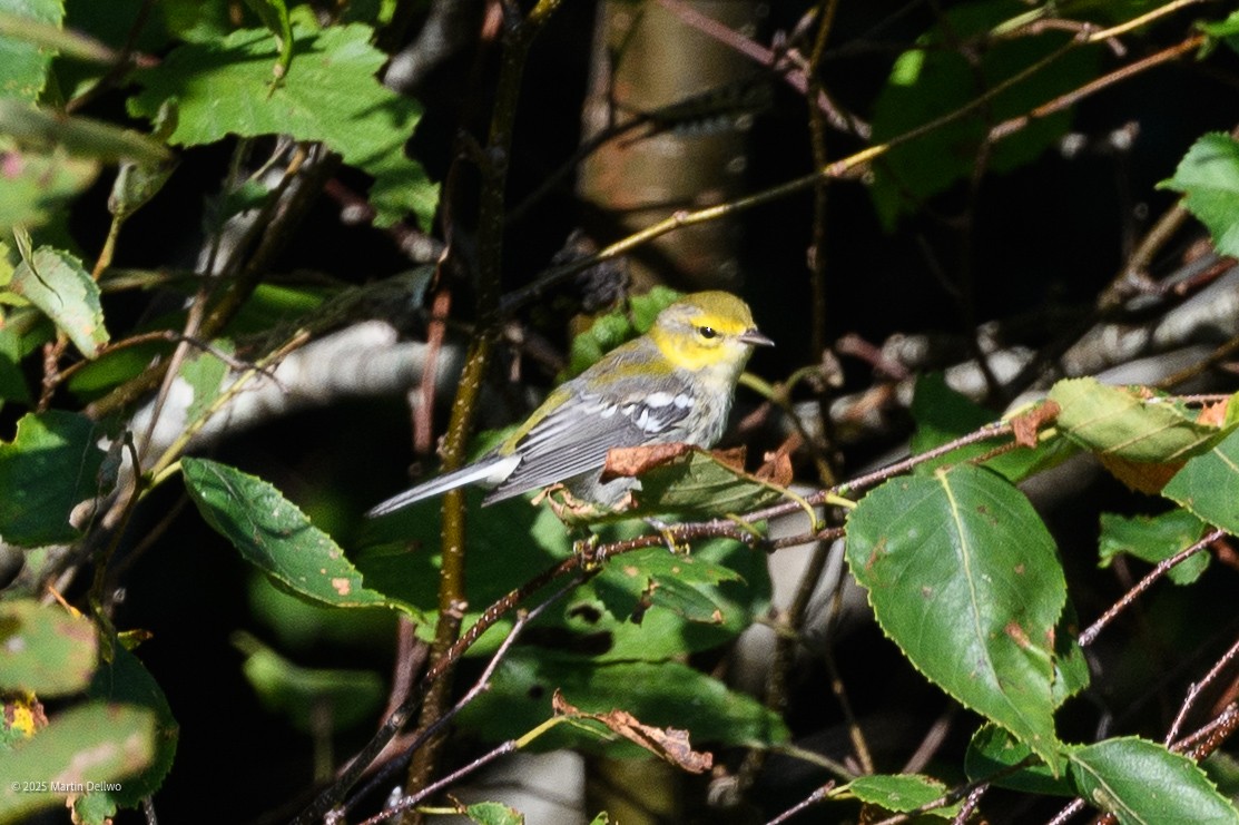 Grünmantel-Waldsänger - ML641639251