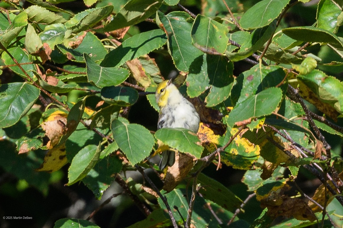 Grünmantel-Waldsänger - ML641639252