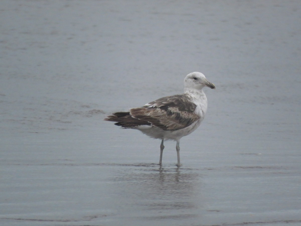 Dominikanermöwe - ML641639259