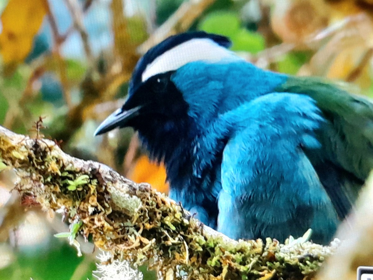 Eastern Crested Berrypecker - ML641639267