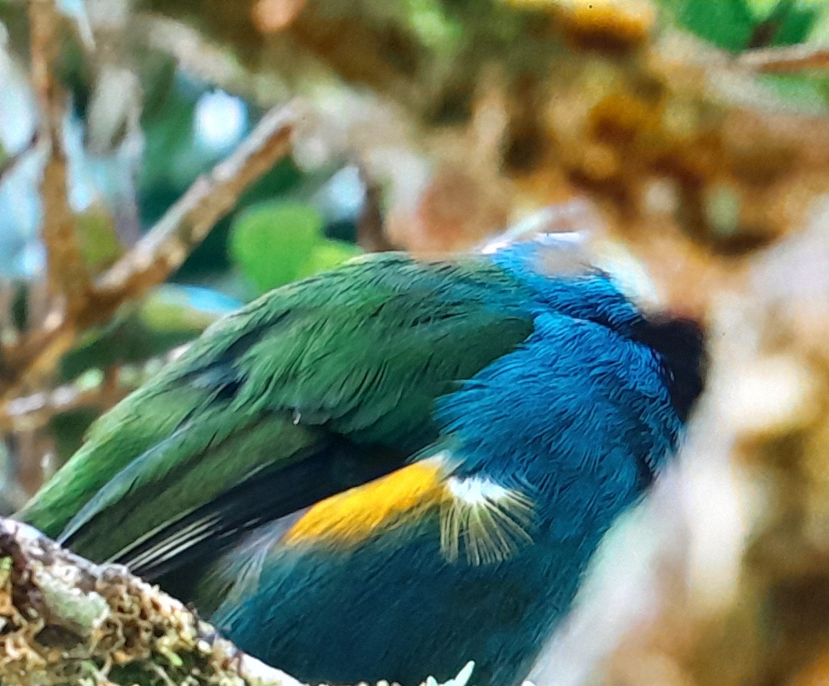 Eastern Crested Berrypecker - ML641639274