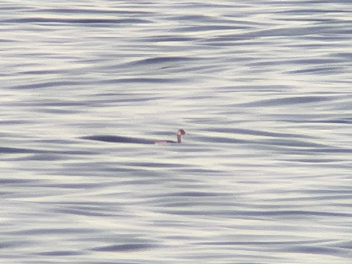 Eared Grebe - ML641639287