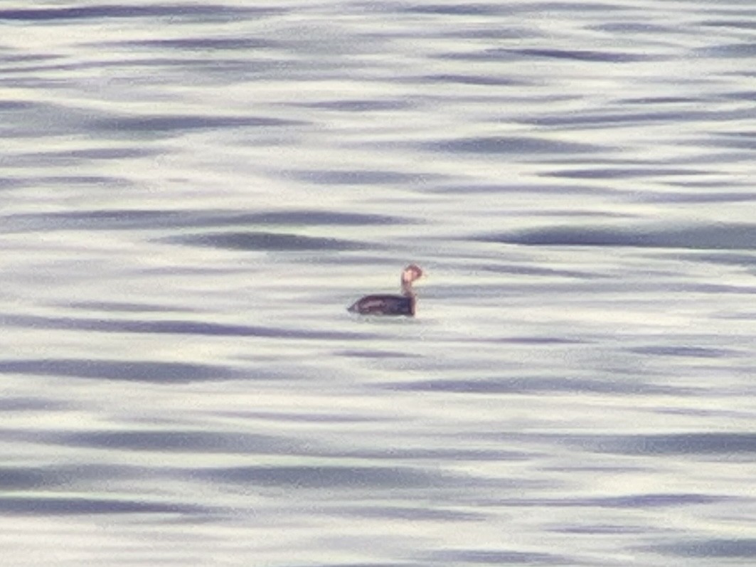 Eared Grebe - ML641639293