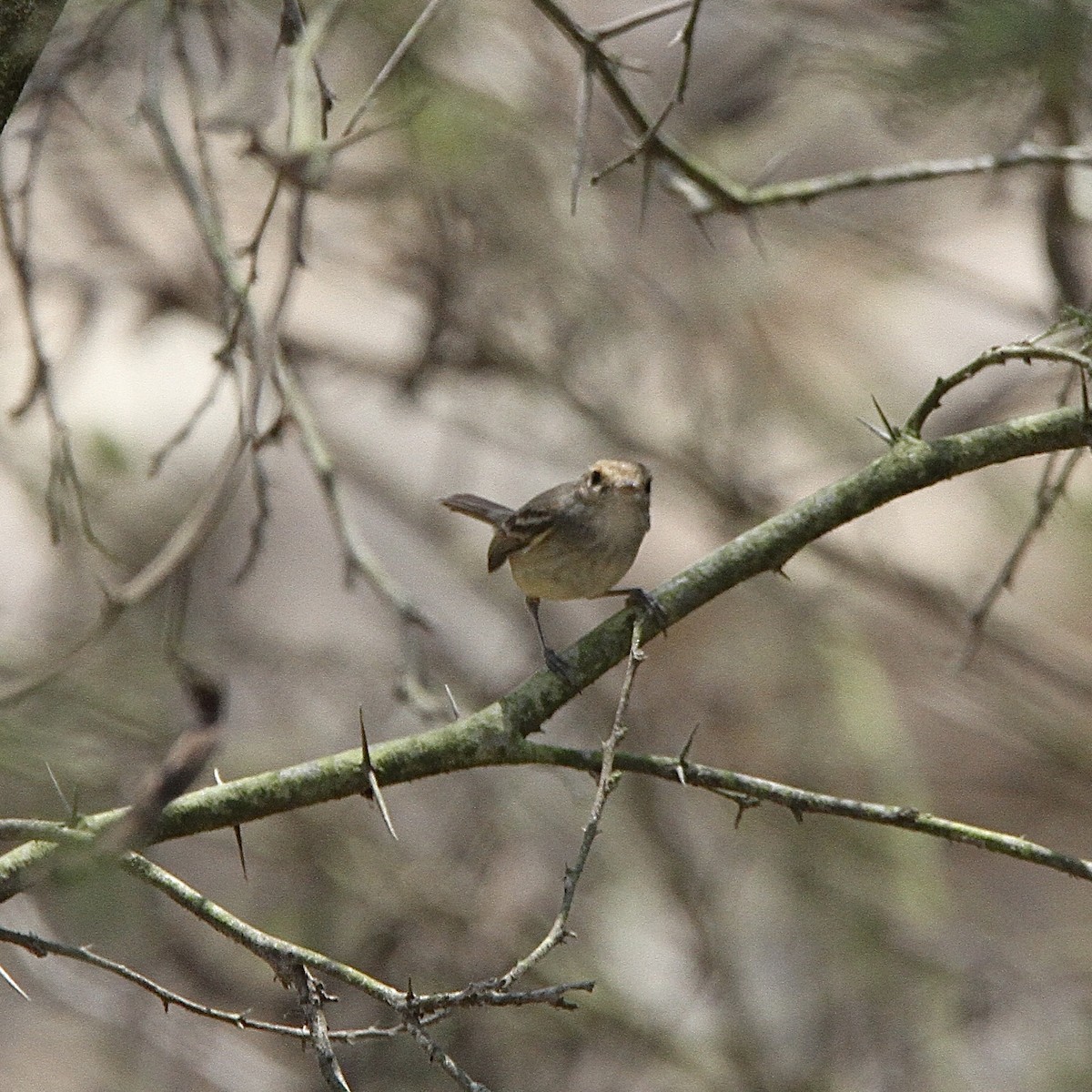 Fulvous-faced Scrub-Tyrant - ML641639408