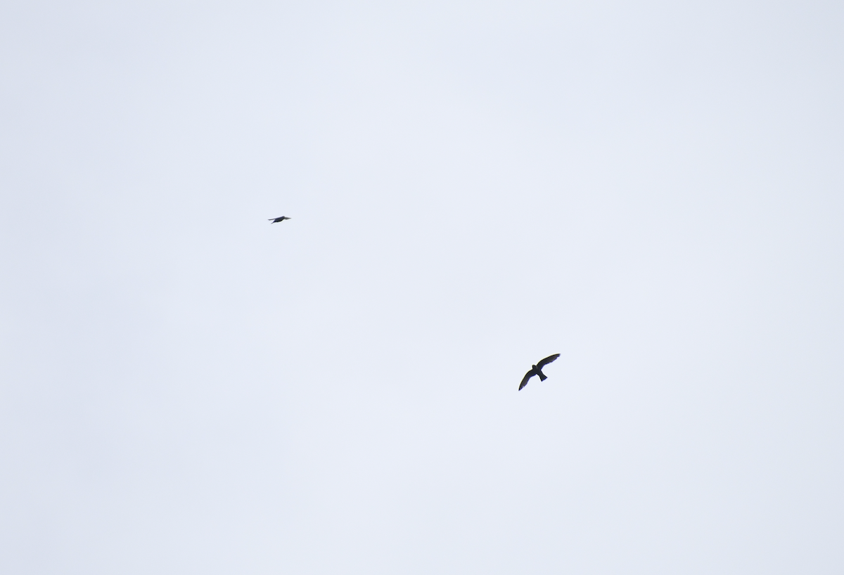 White-collared Swift - ML641639410