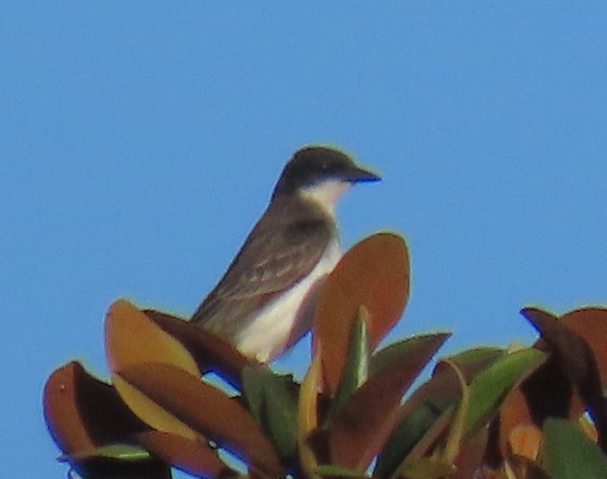 Eastern Kingbird - ML641639413