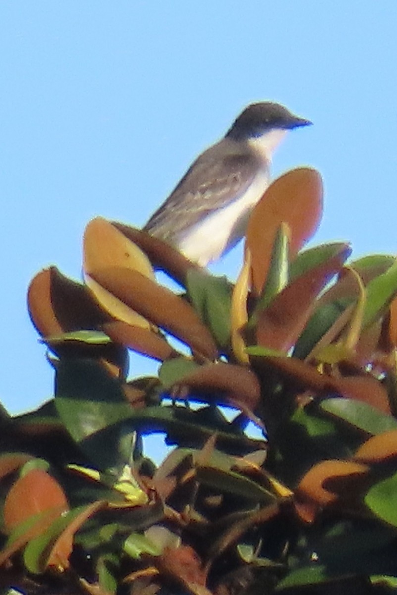 Eastern Kingbird - ML641639416