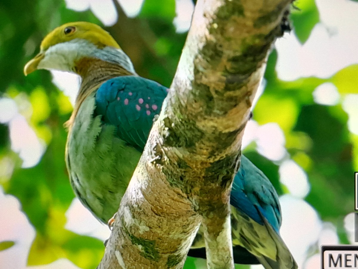 Pink-spotted Fruit-Dove - ML641639426