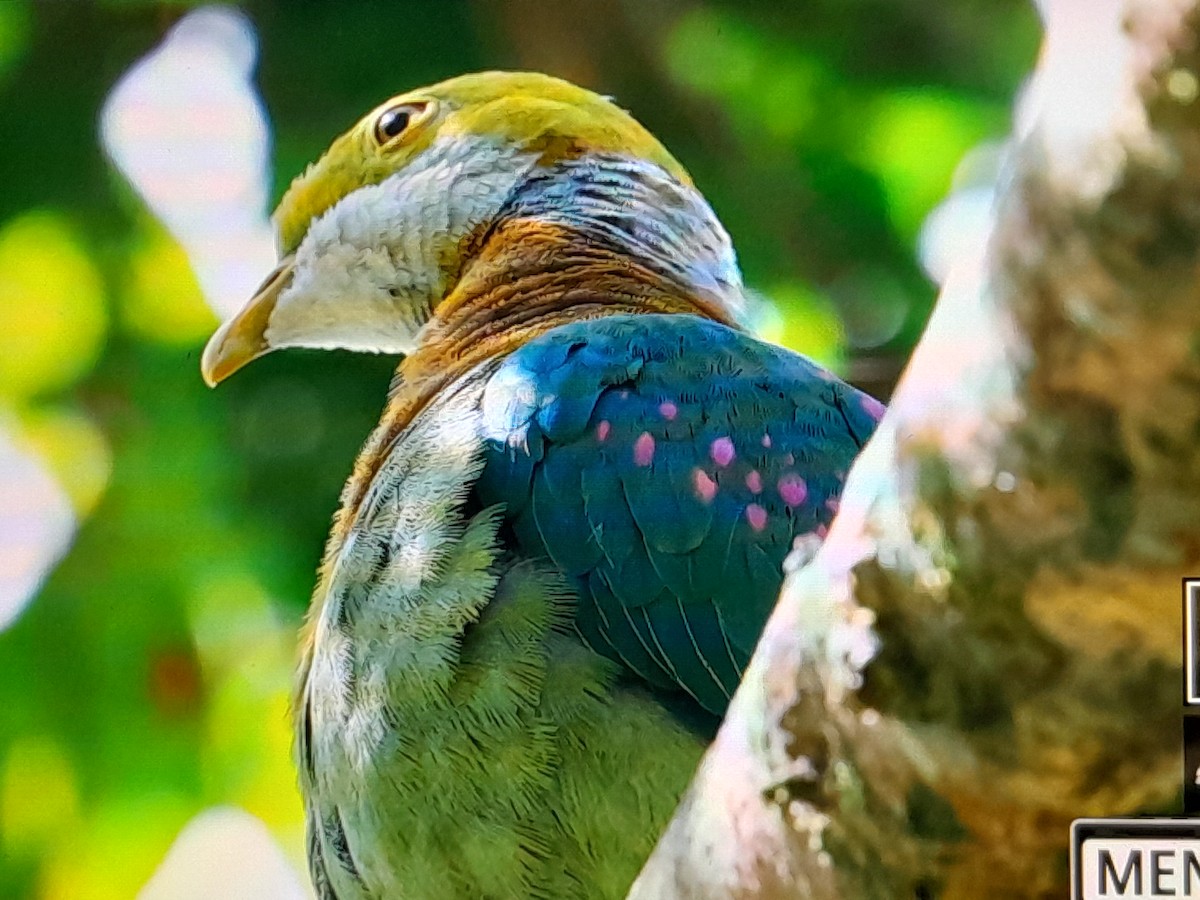 Pink-spotted Fruit-Dove - ML641639441