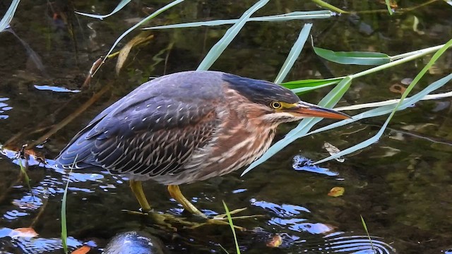 grønnrygghegre - ML641639480