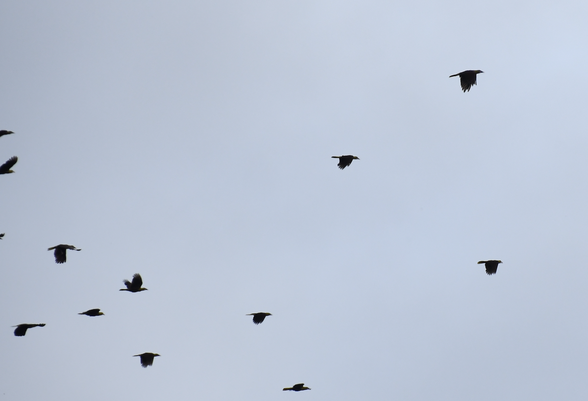 Olive Oropendola - ML641639501