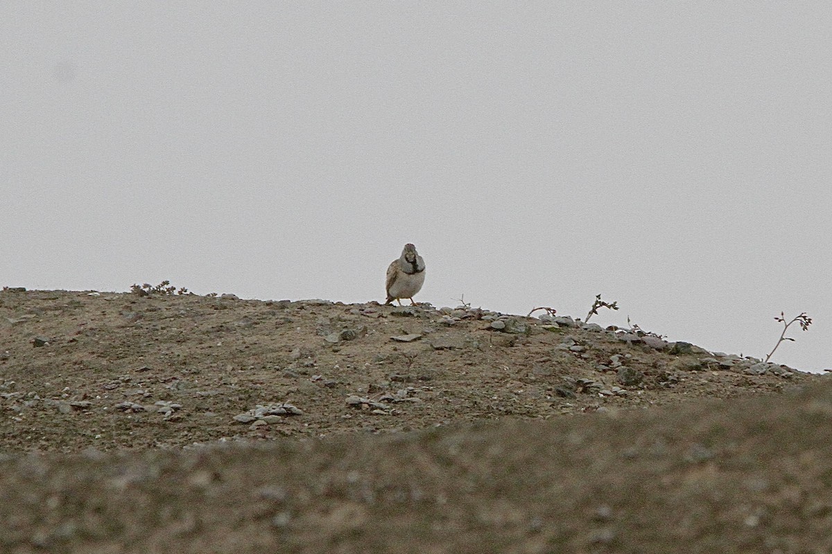 Least Seedsnipe - ML641639502