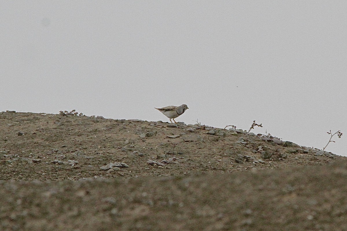 Least Seedsnipe - ML641639503