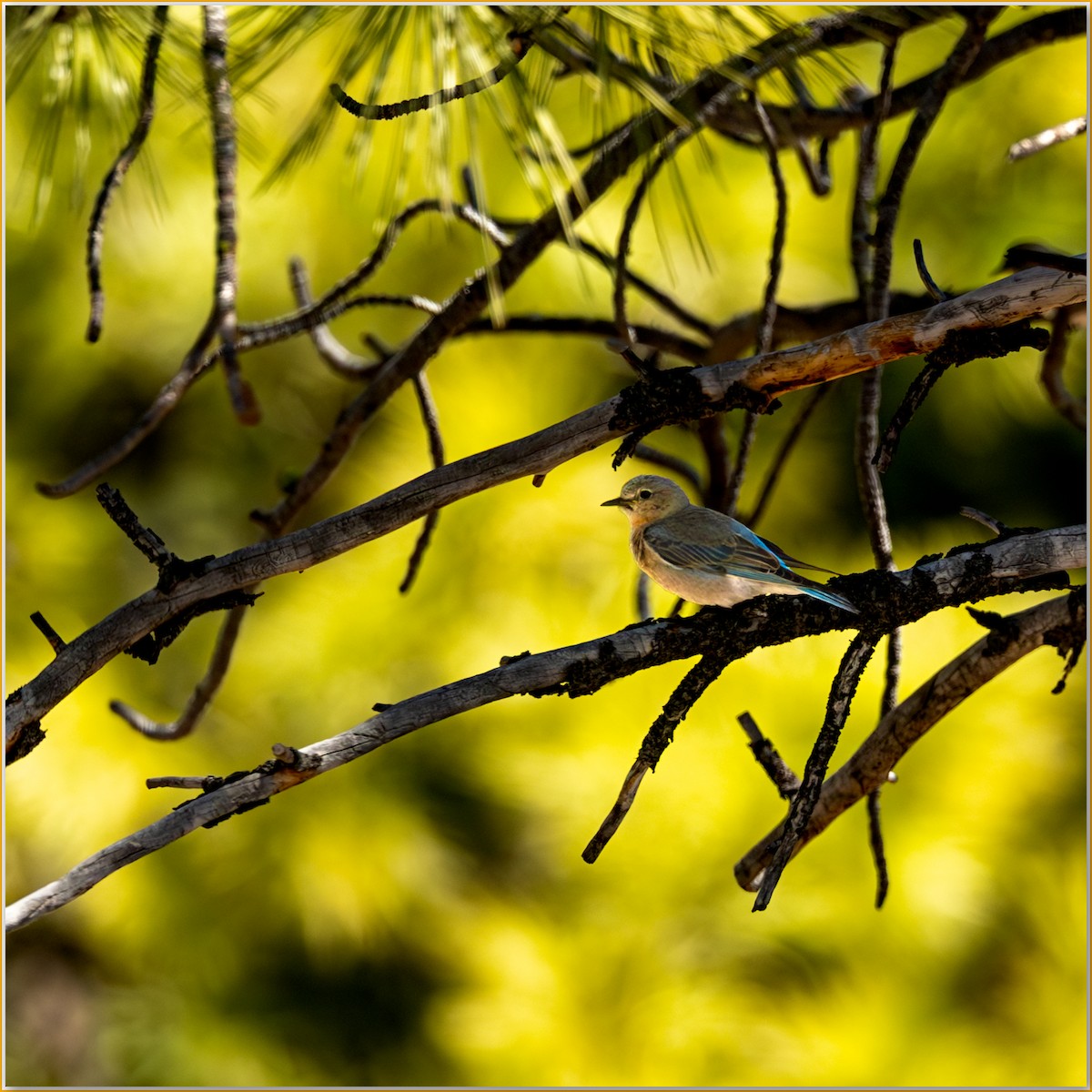 Mountain Bluebird - ML641639525