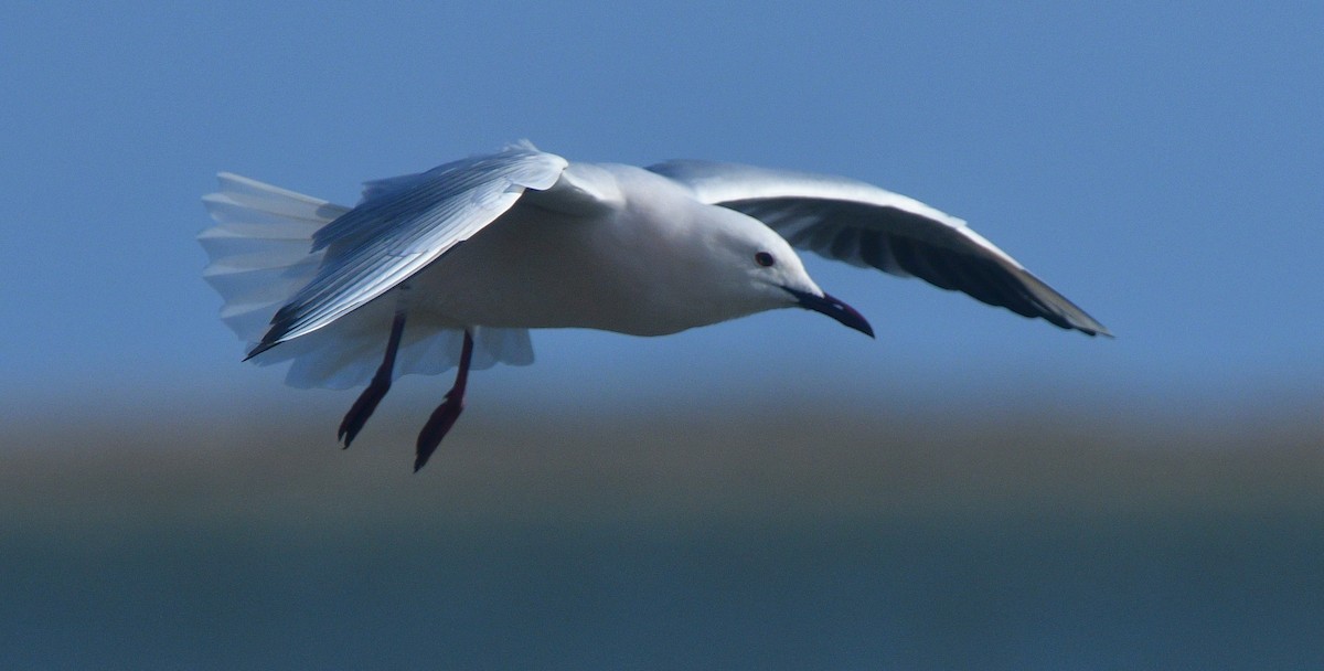 Slender-billed Gull - ML641639572