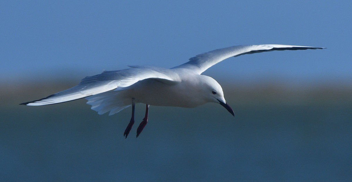 Slender-billed Gull - ML641639573