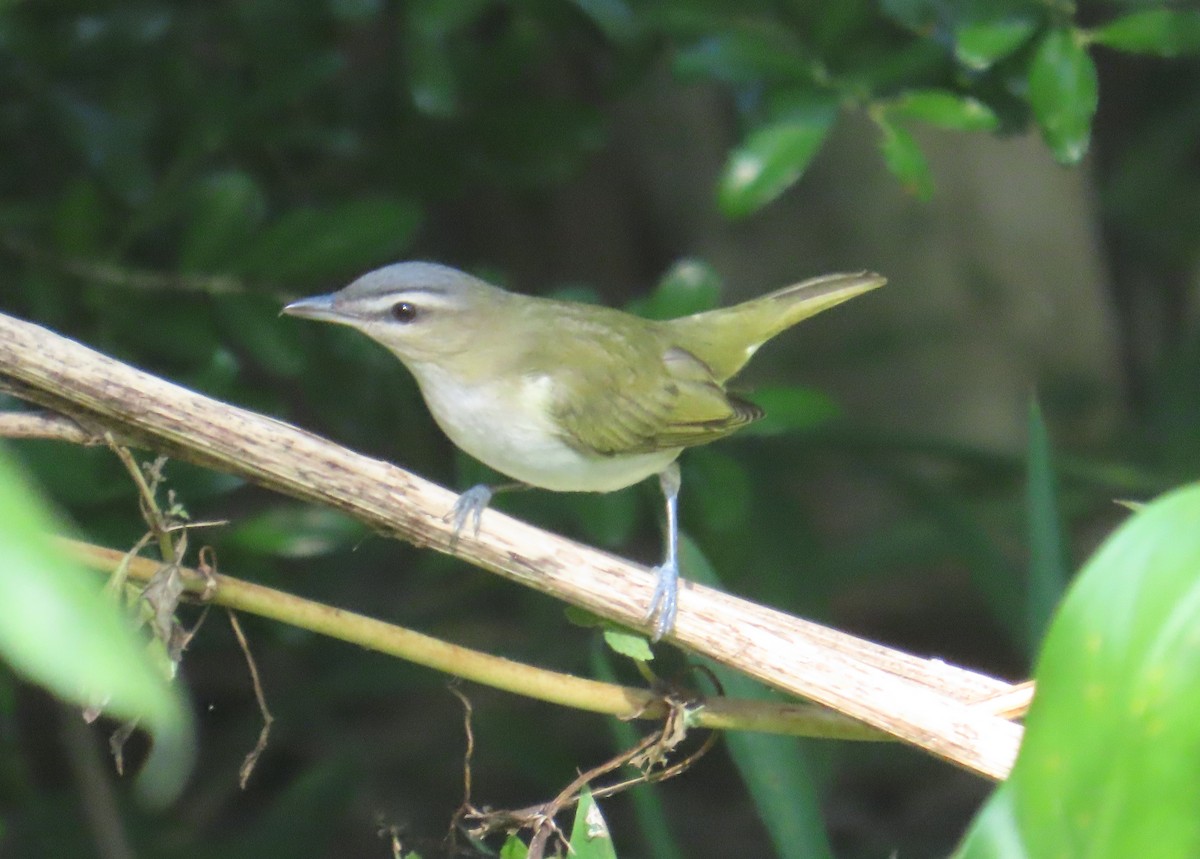 Red-eyed Vireo - ML641639575