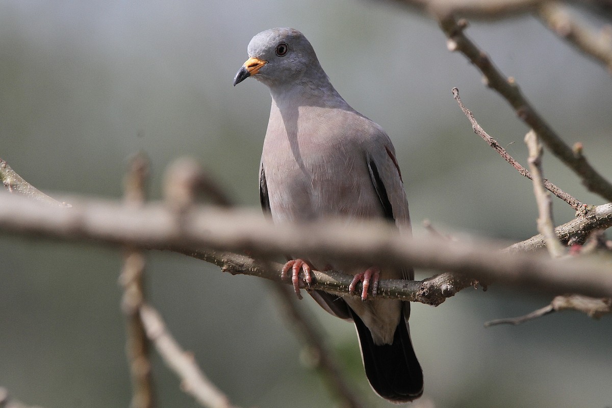 Croaking Ground Dove - ML641639576