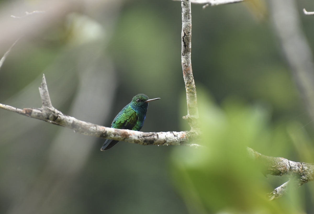 Chiribiquete Emerald - ML641639591