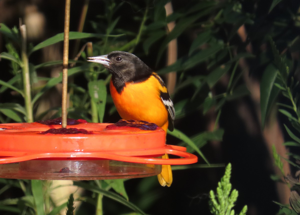 Baltimore Oriole - ML641639605