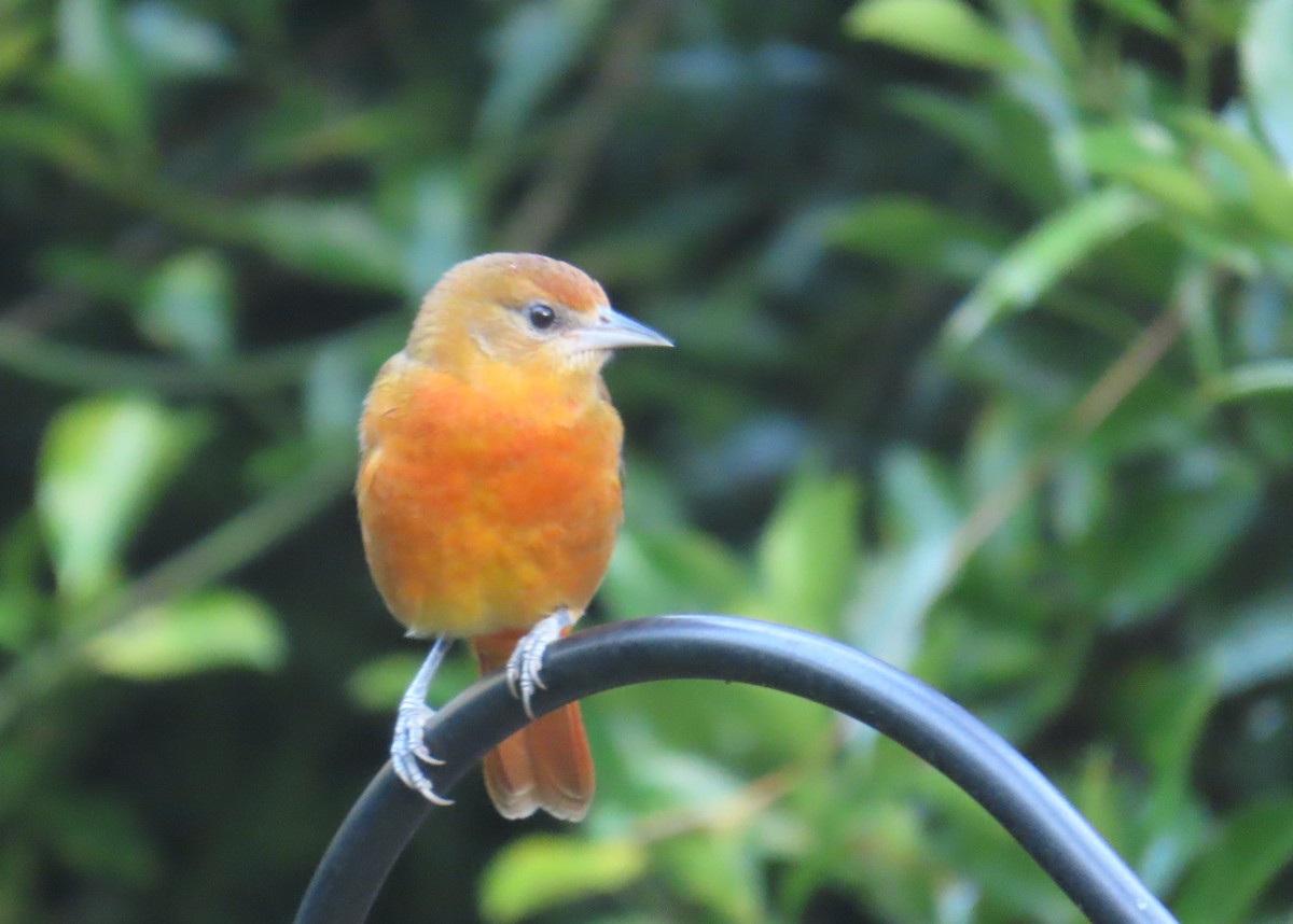 Baltimore Oriole - ML641639606