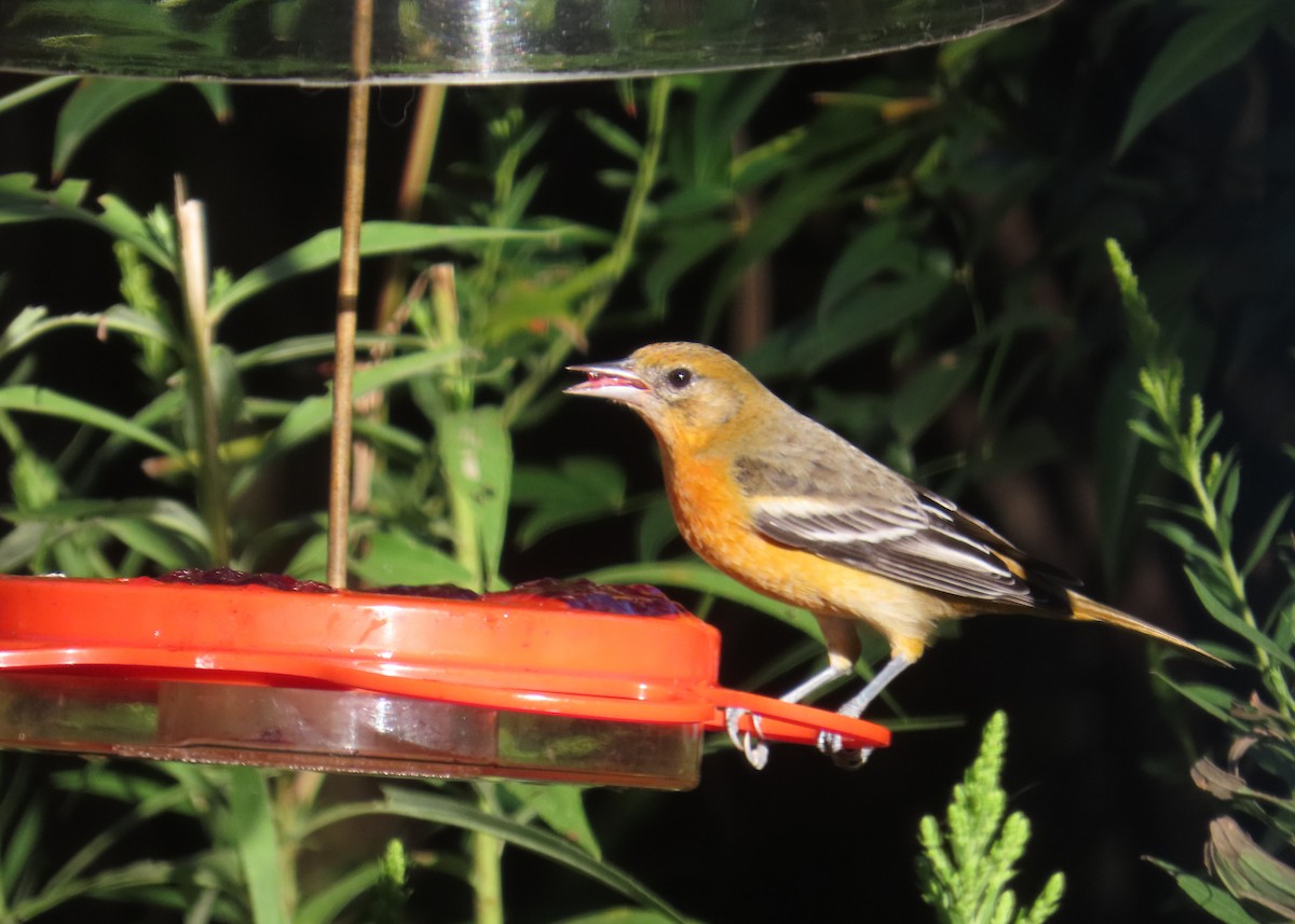 Baltimore Oriole - ML641639607
