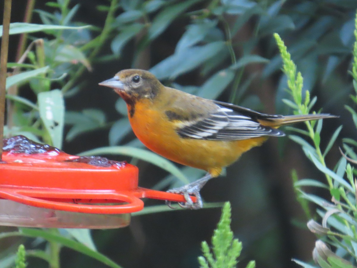 Baltimore Oriole - ML641639608