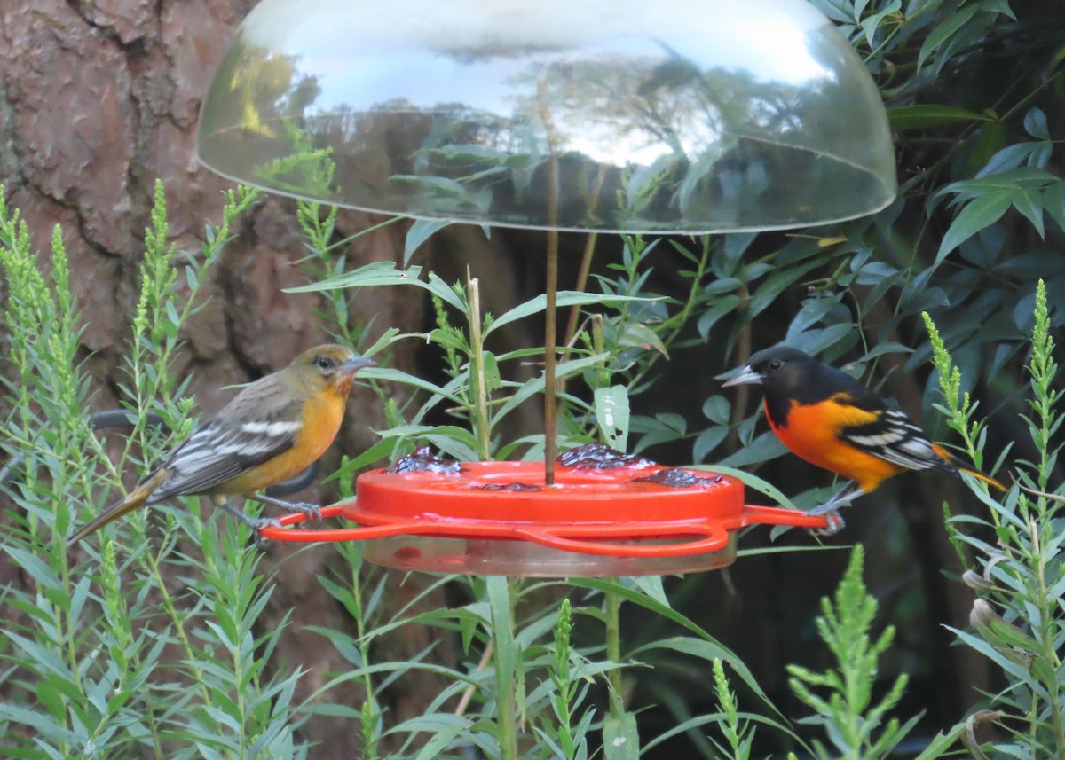 Baltimore Oriole - ML641639609