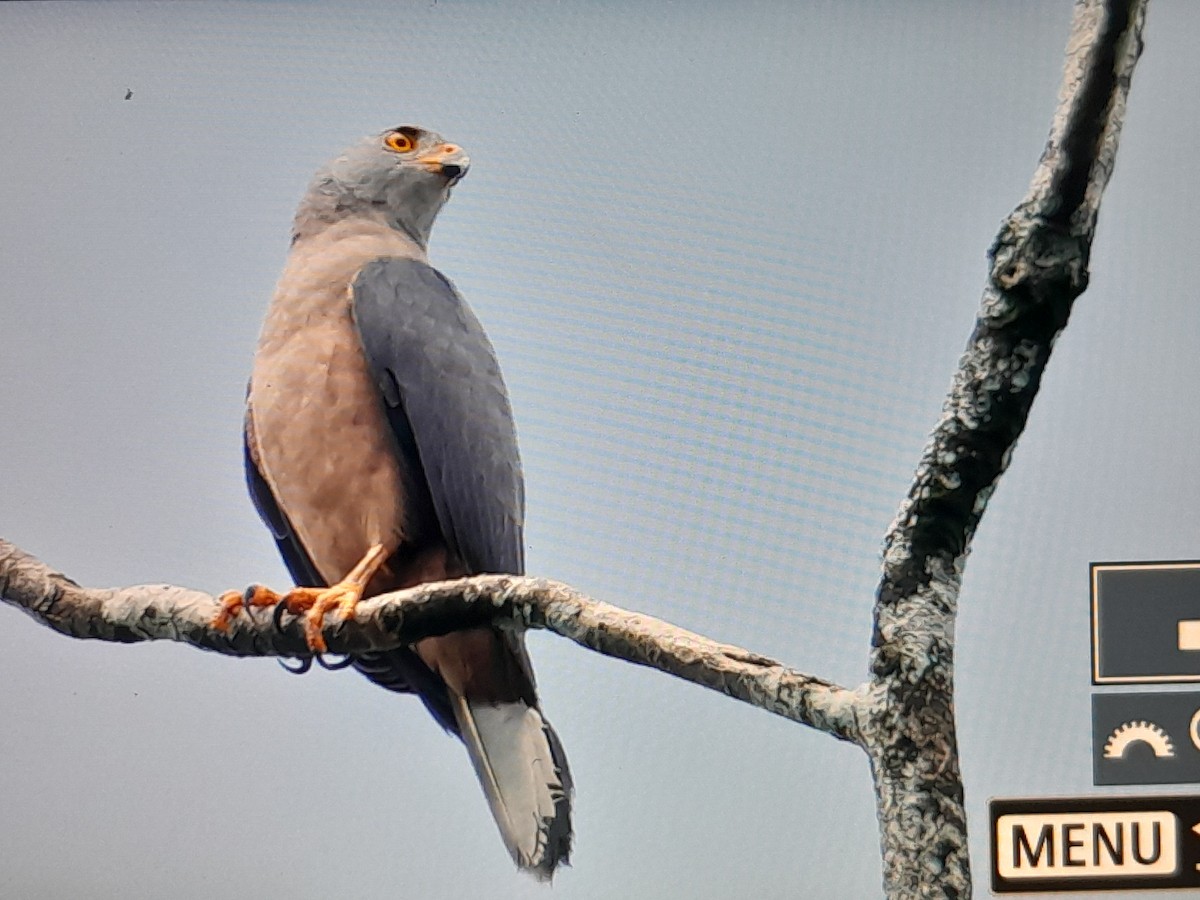 Variable Goshawk (Variable) - ML641639627