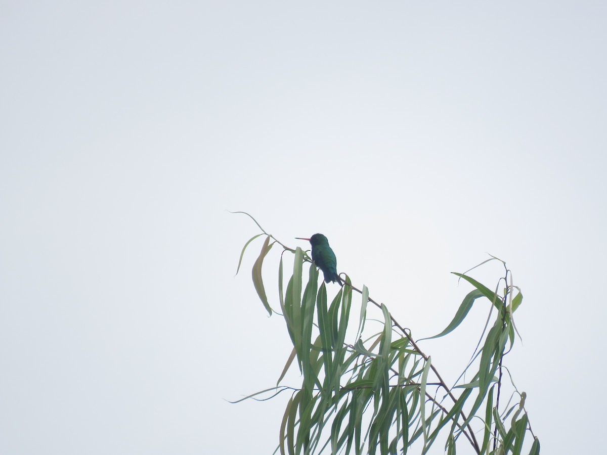 Glittering-bellied Emerald - ML641639641