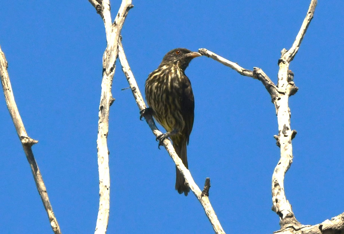 Palmchat - ML641639656