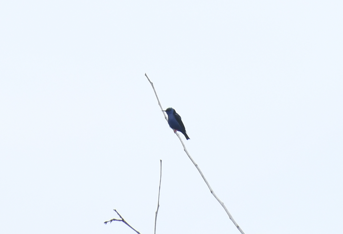 Red-legged Honeycreeper - ML641639658
