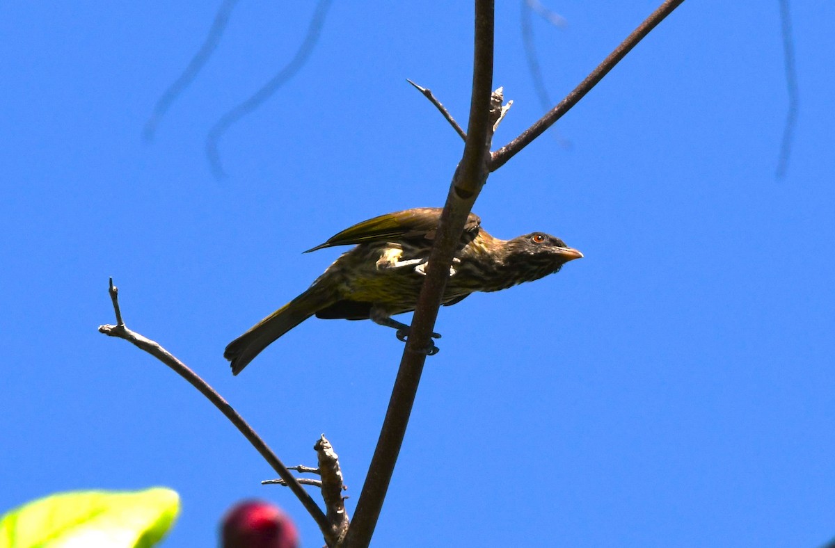 Palmchat - ML641639661