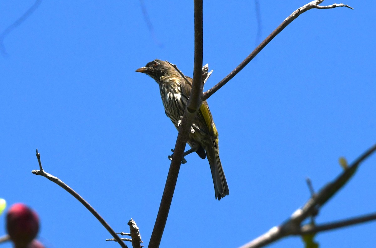 Palmchat - ML641639668