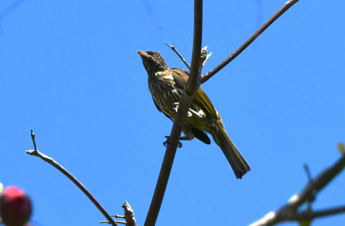 Palmchat - ML641639680