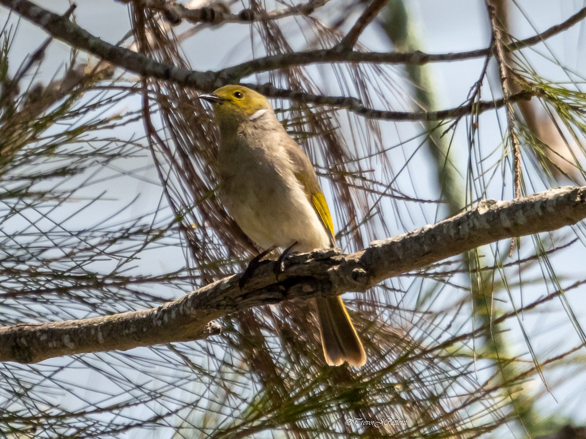 White-plumed Honeyeater - ML641639696