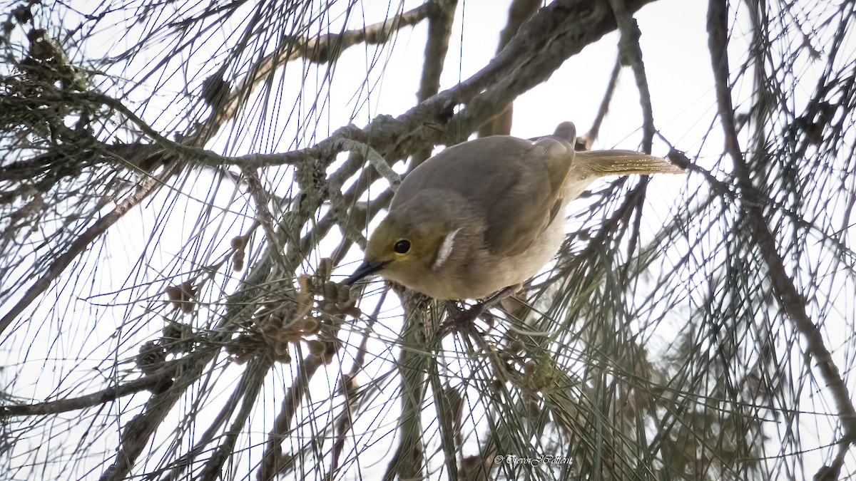 White-plumed Honeyeater - ML641639697