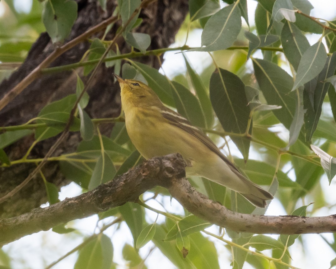 Blackpoll Warbler - ML641639701