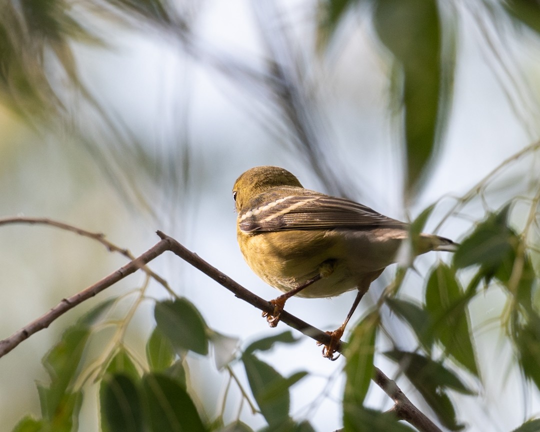 Blackpoll Warbler - ML641639702