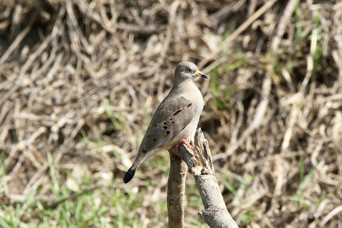 Croaking Ground Dove - ML641639748